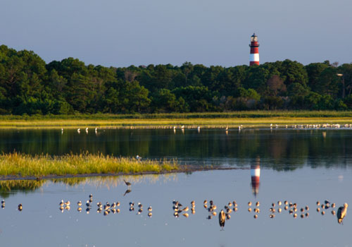 Chincoteague Island Vacation Rentals