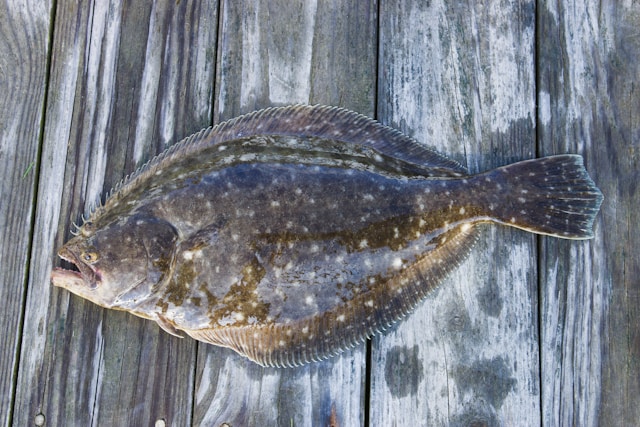 Spring Flounder Tournament event